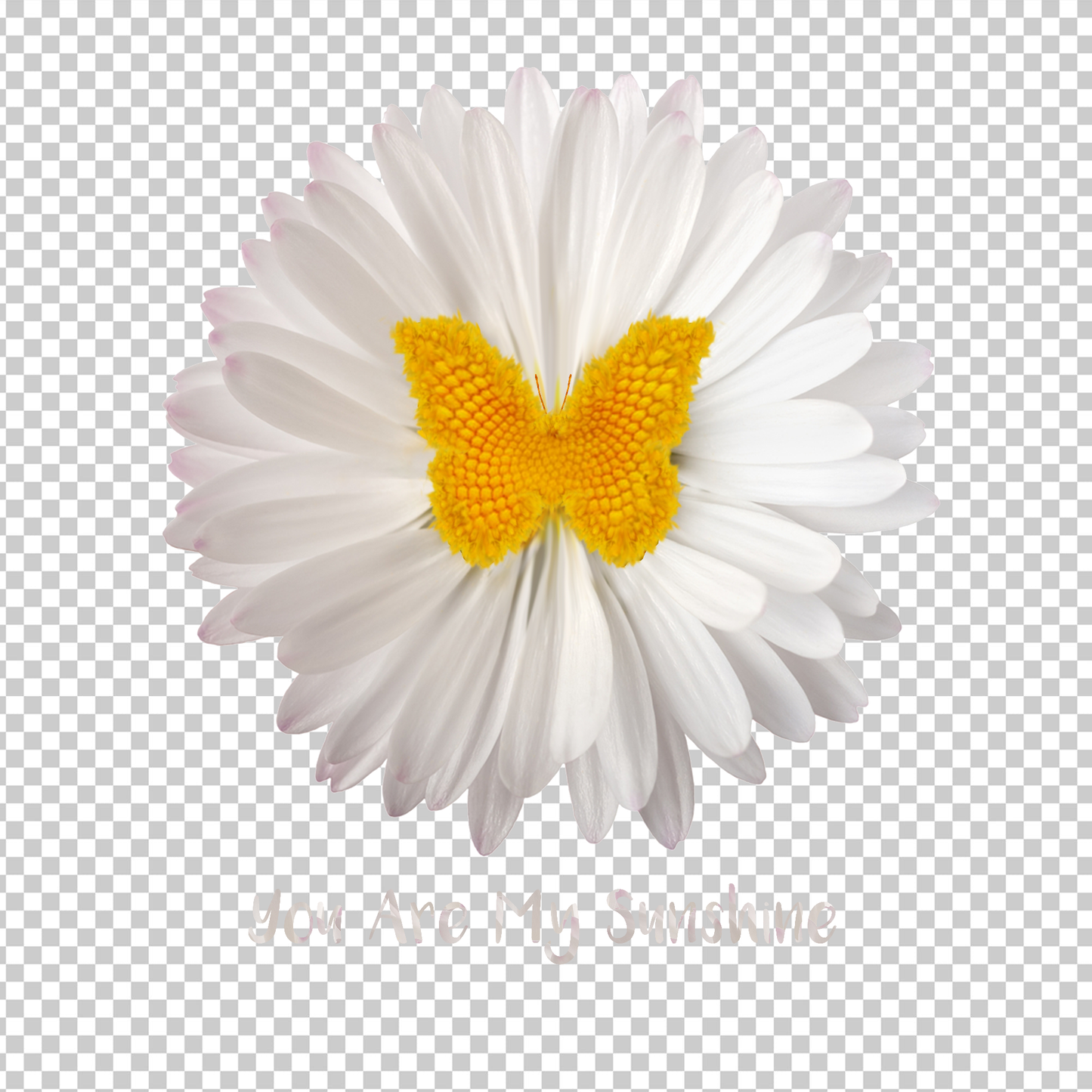 BUTTERFLY 51