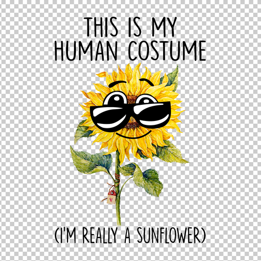 SUNFLOWER 30