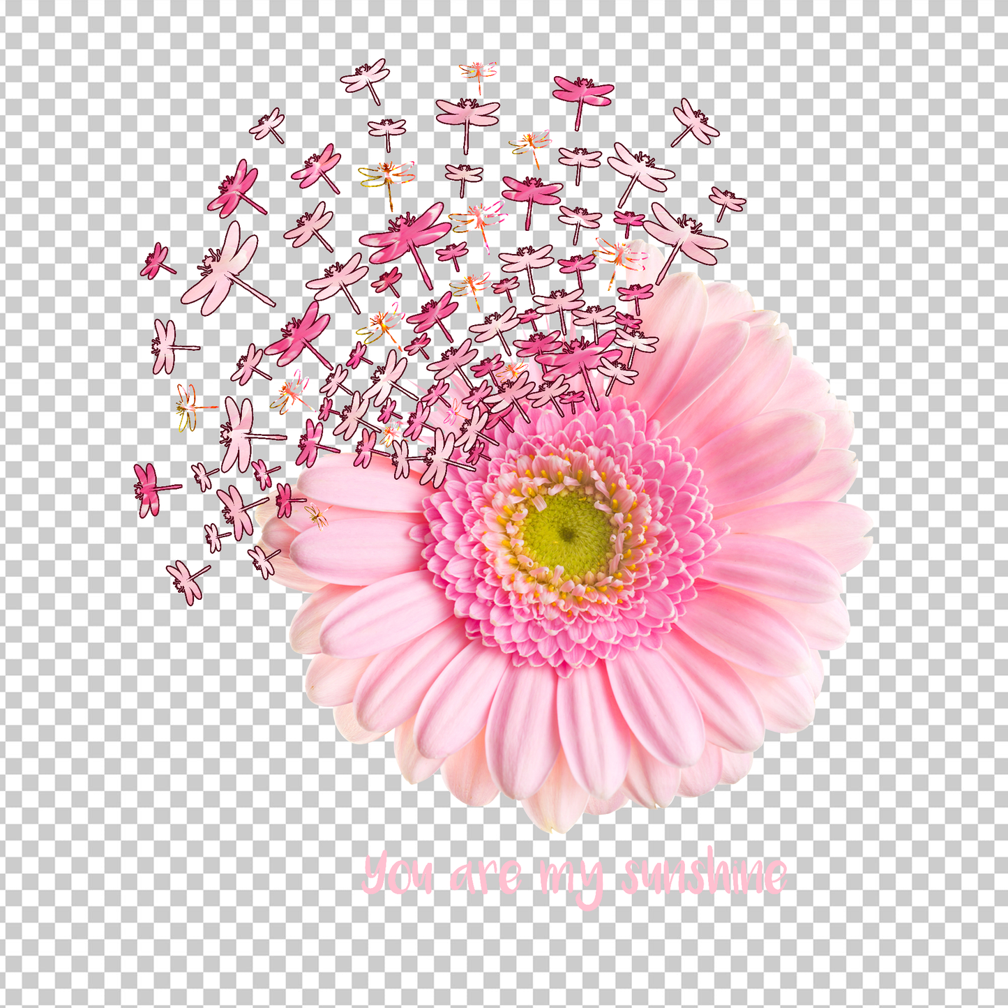 DRAGONFLY 14