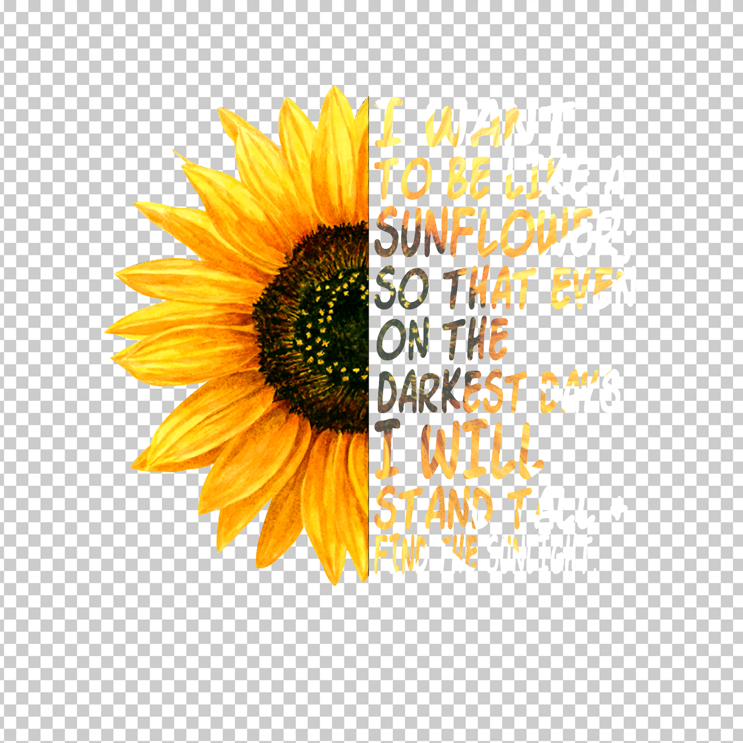 SUNFLOWER 24