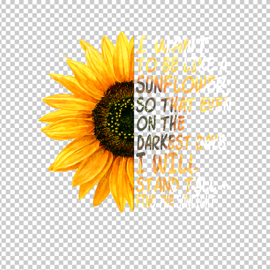 SUNFLOWER 24