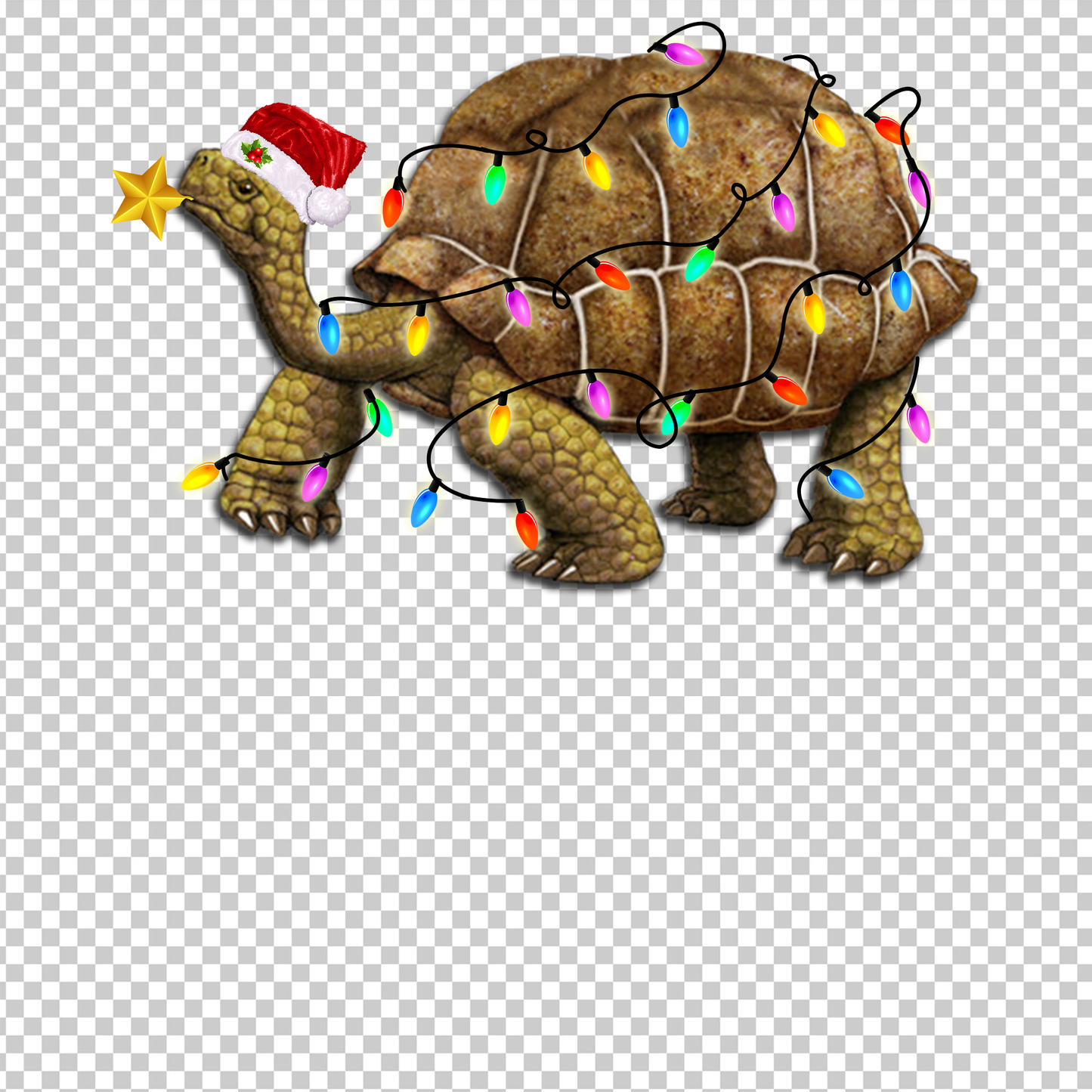 TURTLE 25