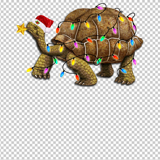 TURTLE 25