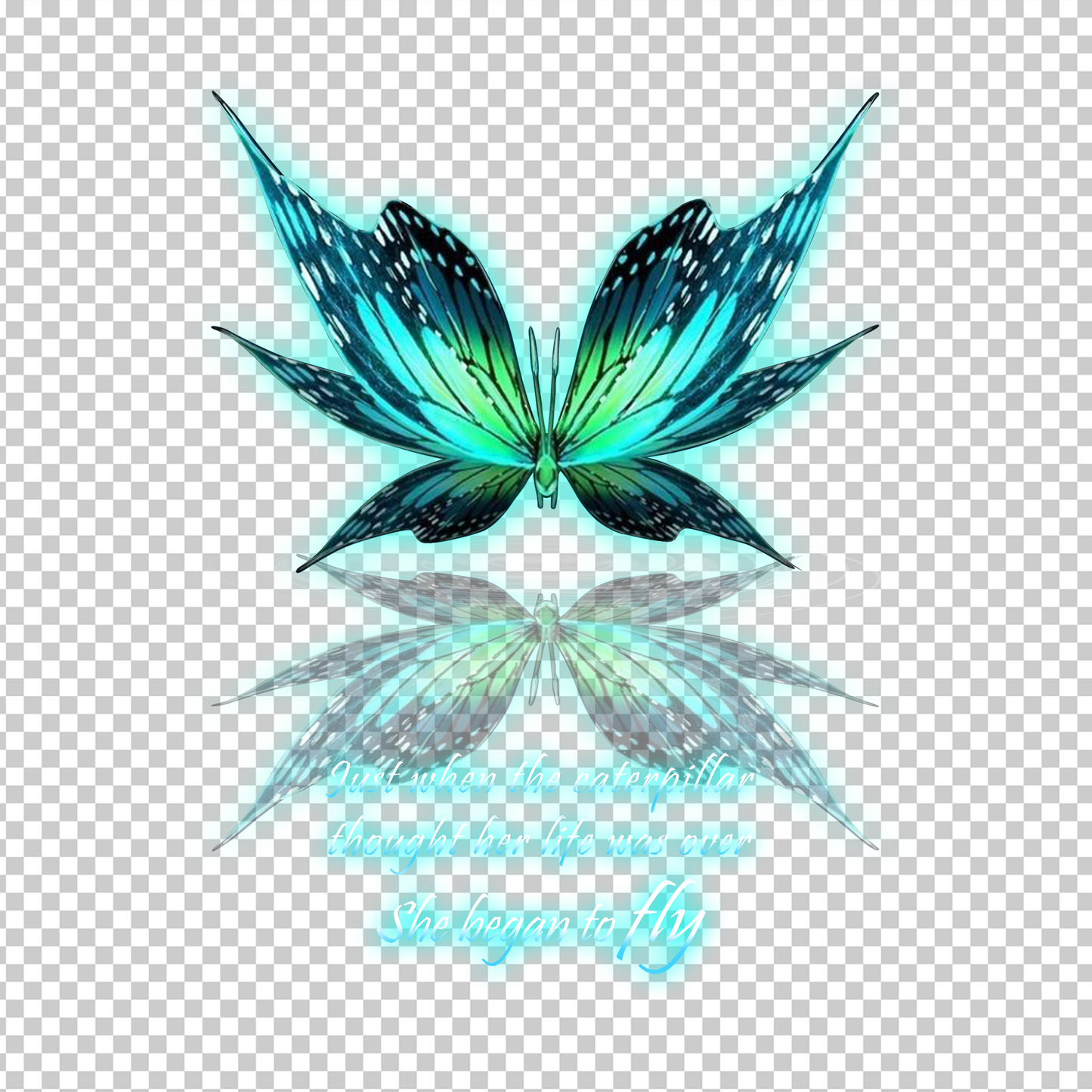 BUTTERFLY 17